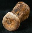 Hadrosaur Vertebra - Two Medicine Formation #14735-3